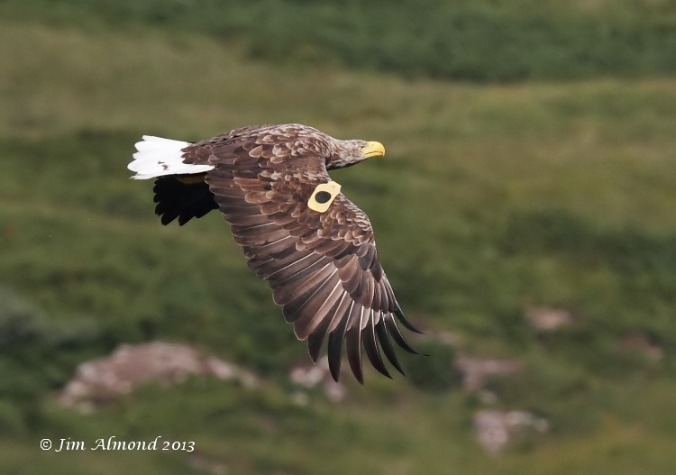 White tailed Eagle Mull tagged female dropped fish  Mull 14 8 13  IMG_3225